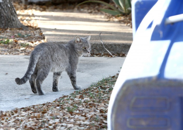 Cove feral cat ordinance
